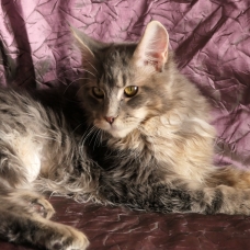 Image pour l'annonce Magnifique femelle Maine coon Loof