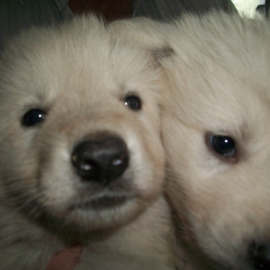 Image pour l'annonce VENTE DE CHIOTS BERGER BLANC SUISSE