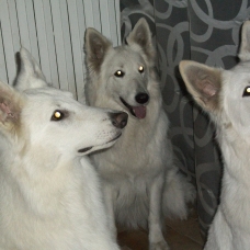 Image pour l'annonce VENTE DE CHIOTS BERGER BLANC SUISSE