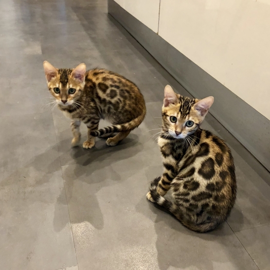 Image pour l'annonce Chatons bengal Loof dispo de suite
