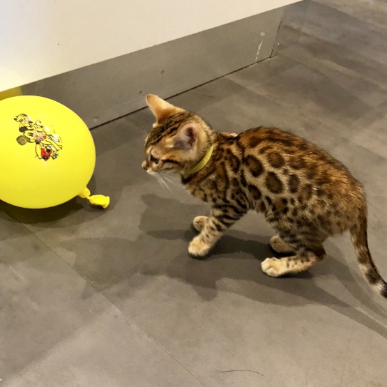 Image pour l'annonce Chatons bengal Loof dispo de suite