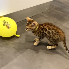 Image pour l'annonce Chatons bengal Loof dispo de suite