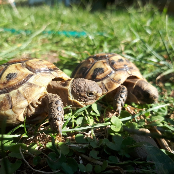 Image pour l'annonce Tortue terrestre