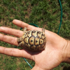 Image pour l'annonce Tortue terrestre