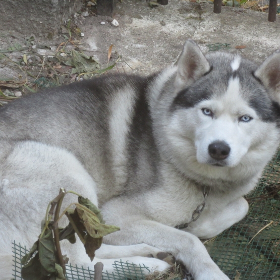 Image pour l'annonce DONNE HUSKY SIBERIEN