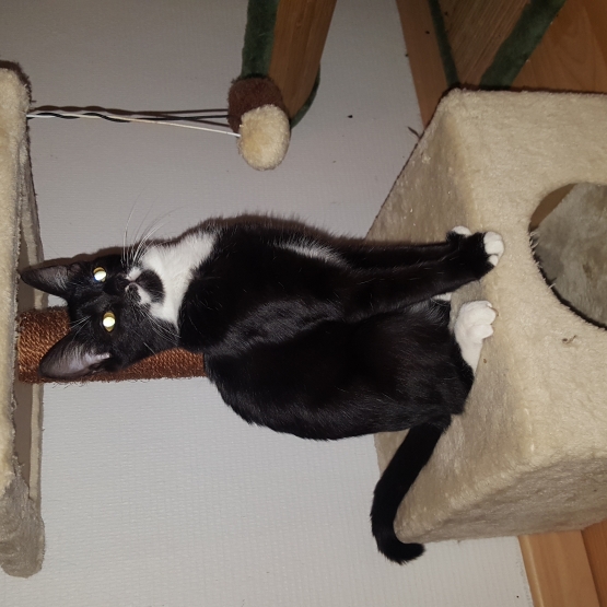 Image pour l'annonce Chaton