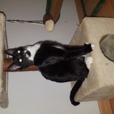 Image pour l'annonce Chaton
