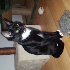 Image pour l'annonce Chaton