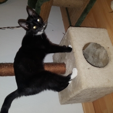 Image pour l'annonce Chaton