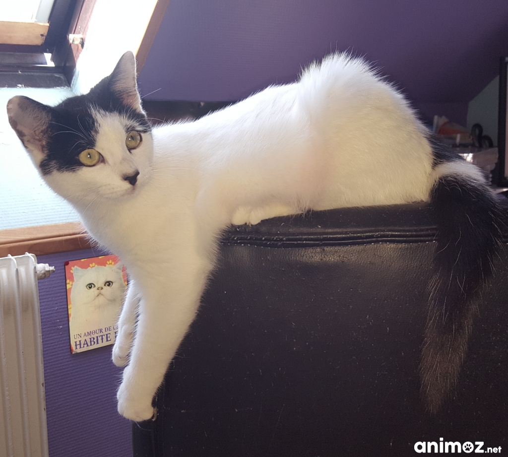 Chaton Nord (59) GRATUIT sur