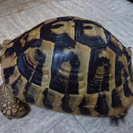Image pour l'annonce Vends Tortue d'hermann femelle adulte