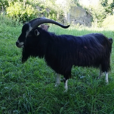 Image pour l'annonce vends grand bouc poitevin de 3 ans