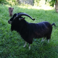 Image pour l'annonce vends grand bouc poitevin de 3 ans