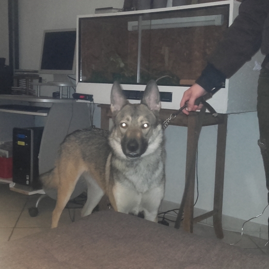 Image pour l'annonce donne chien loup tchécoslovaque