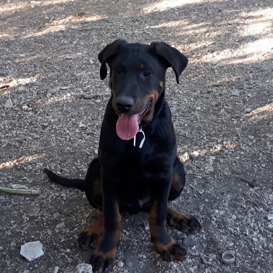 Image pour l'annonce Vends chiot BEAUCERON Lof