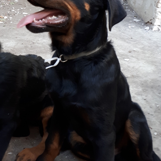 Image pour l'annonce Vends chiot BEAUCERON Lof