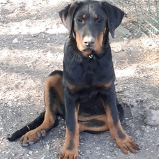 Image pour l'annonce Vends chiot BEAUCERON Lof