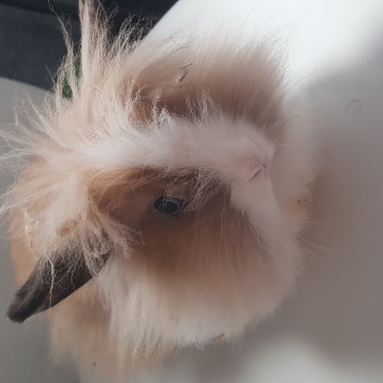 Image pour l'annonce Vend lapine yeux bleus angora et sa cage