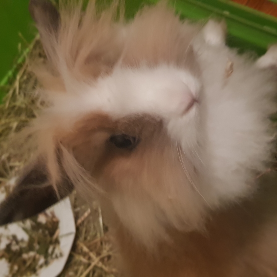 Image pour l'annonce Vend lapine yeux bleus angora et sa cage