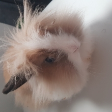 Image pour l'annonce Vend lapine yeux bleus angora et sa cage