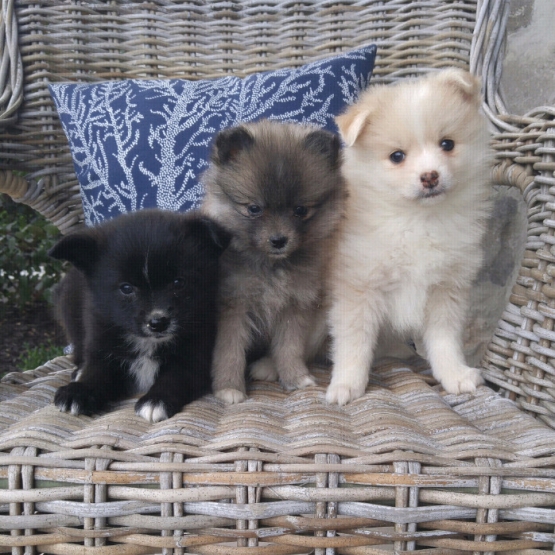 Image pour l'annonce Chiots Pomsky à vendre à vendre