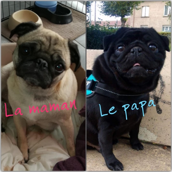 Image pour l'annonce Chiots Carlin