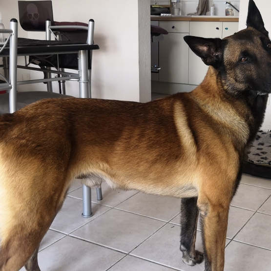 Image pour l'annonce Bel étalon Malinois LOF lignée Travail,cherche fiancée LOF