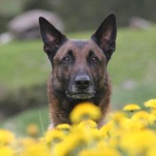 Image pour l'annonce Bel étalon Malinois LOF lignée Travail,cherche fiancée LOF