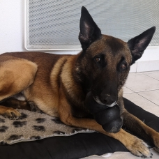 Image pour l'annonce Bel étalon Malinois LOF lignée Travail,cherche fiancée LOF