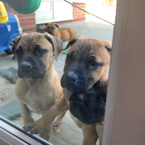 Image pour l'annonce Donne 5 magnifiques Boerboel