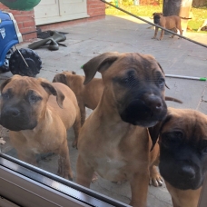 Image pour l'annonce Donne 5 magnifiques Boerboel