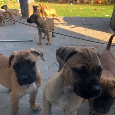 Image pour l'annonce Donne 5 magnifiques Boerboel