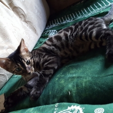 Image pour l'annonce VENDS CHATON PURE RACE DU BENGAL AGE DE 4 MOIS