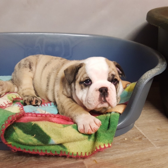 Image pour l'annonce vends chiots bulldog anglais