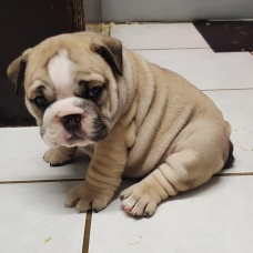 Image pour l'annonce vends chiots bulldog anglais
