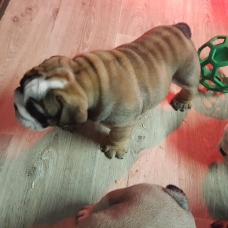 Image pour l'annonce vends chiots bulldog anglais