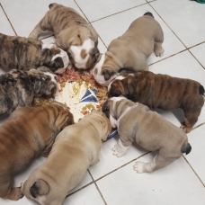Image pour l'annonce vends chiots bulldog anglais