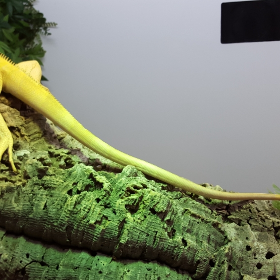 Image pour l'annonce Iguane albinos