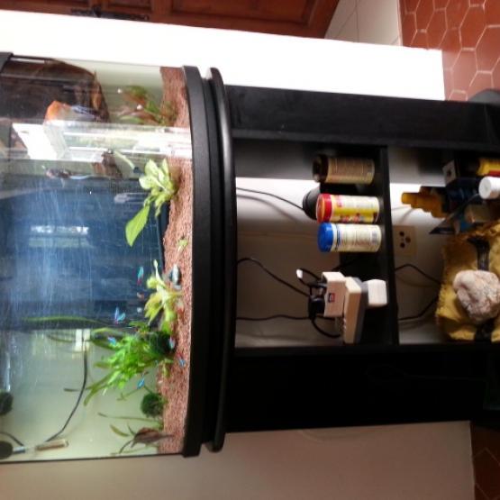 Image pour l'annonce Donne : Aquarium + Poissons + Plantes