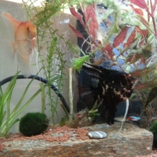 Image pour l'annonce Donne : Aquarium + Poissons + Plantes