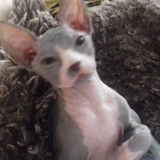Image pour l'annonce COUPLE DE SPHYNX