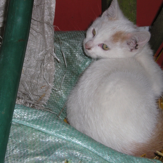 Image pour l'annonce donne chatons