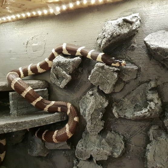 Image pour l'annonce Lampropeltis avec matériel a donner aujourdh'ui
