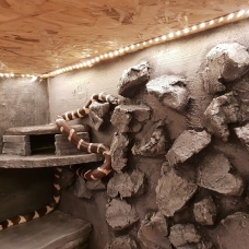 Image pour l'annonce Lampropeltis avec matériel a donner aujourdh'ui