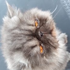 Image pour l'annonce chat persan gris
