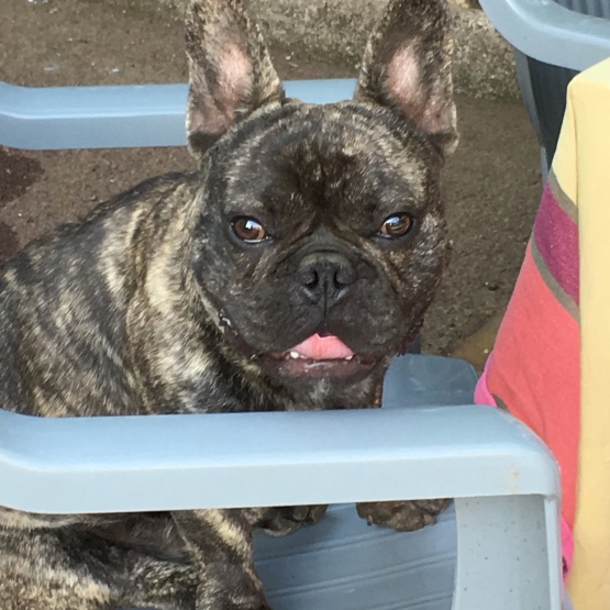 Image pour l'annonce bouledogue francais