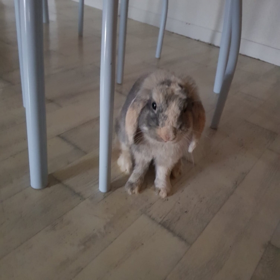 Image pour l'annonce Lapin nain bélier avec accessoires