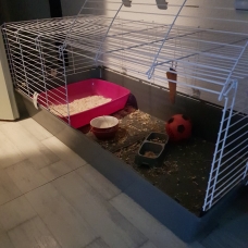 Image pour l'annonce Lapin nain bélier avec accessoires