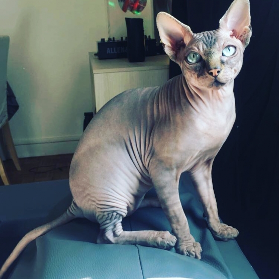 Image pour l'annonce Saillie SPHYNX