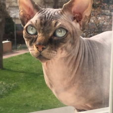 Image pour l'annonce Saillie SPHYNX